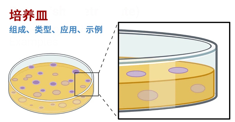 培养皿